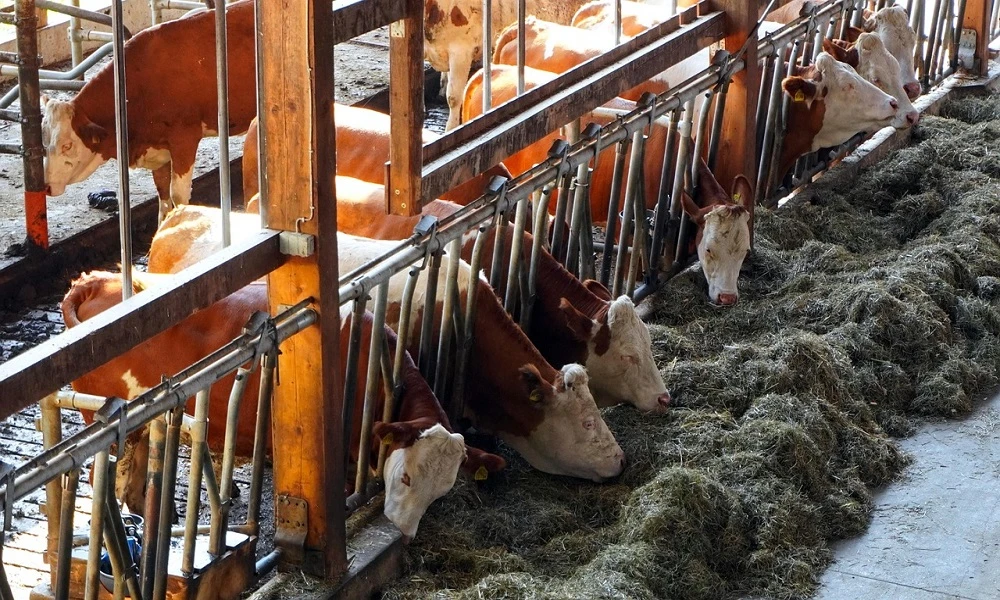 Foot-and-mouth disease cases confirmed in Free State’s Viljoenskroon