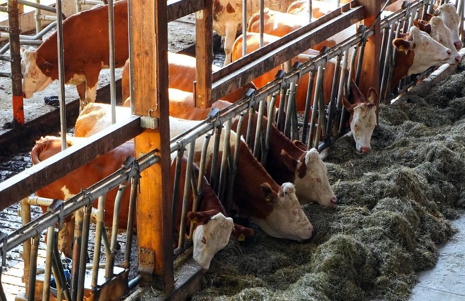 Illegal transporting of animals making foot and mouth fight harder
