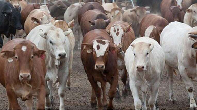 Farmers urged to play their role in combatting scourge of stock theft