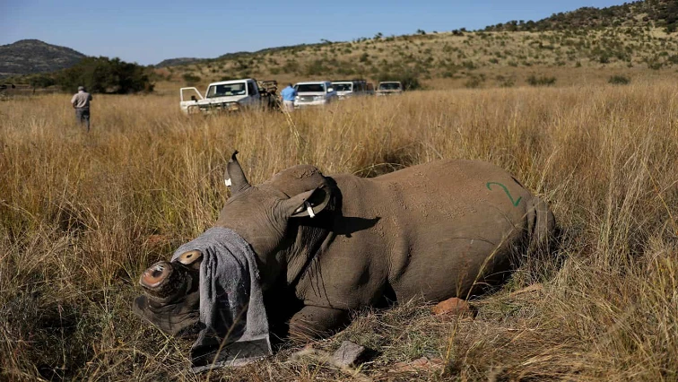 SAN-Parks socked at the killing of suspected rhino poaching kingpin