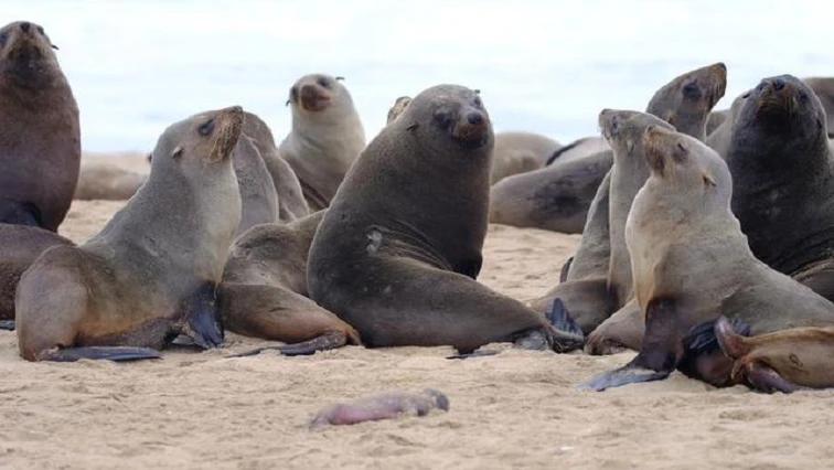 Rabies detected in three Cape fur seals