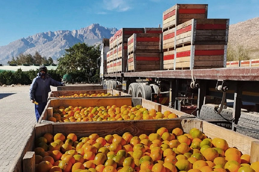 Western Cape farmers say they will be hard hit if AGOA not renewed