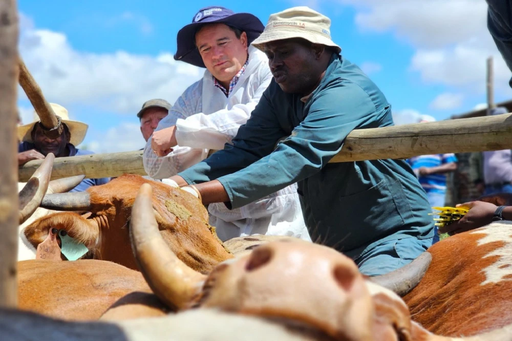 Foot-and-mouth disease detected in Mossel Bay farm