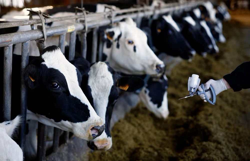 Foot and mouth outbreak described as an economic crisis