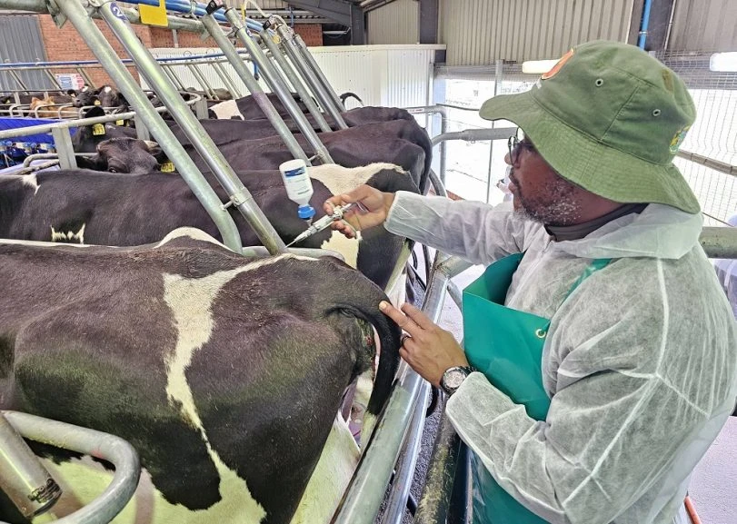 KZN vaccinates over one million cattle