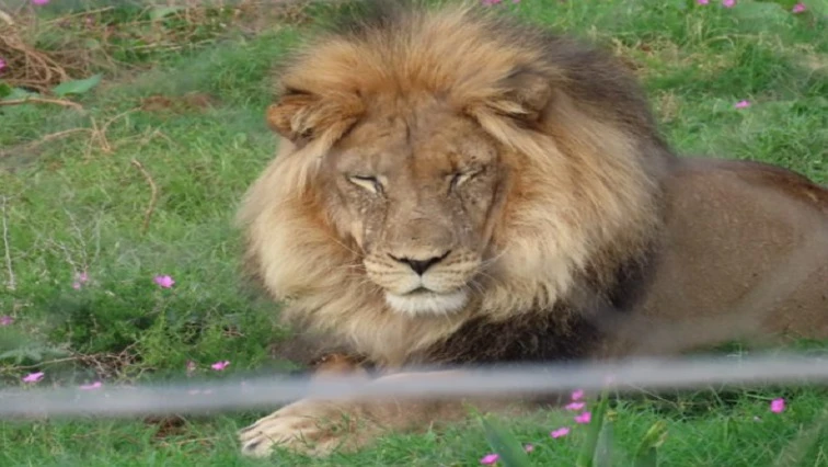 Addo Elephant Park receives two new attractions