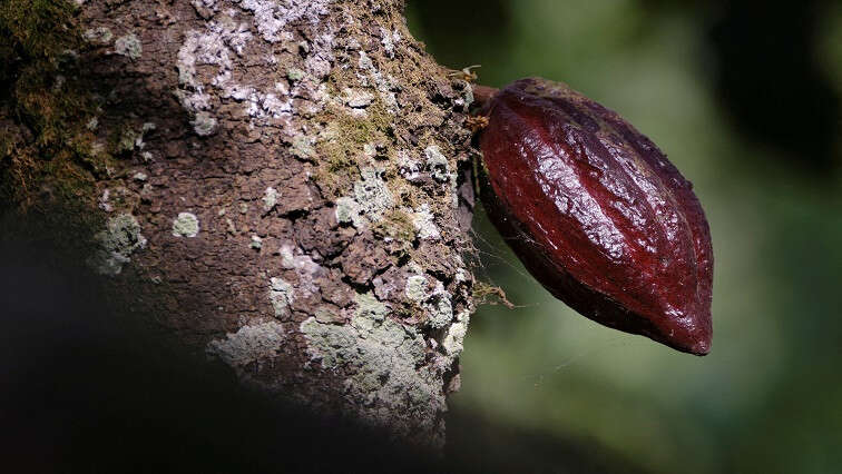 Ghana set to raise cocoa farmgate price by nearly 45%, sources say