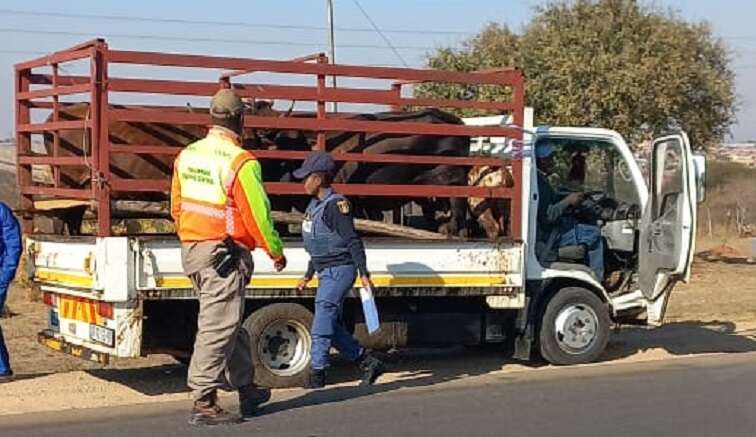 Suspects linked to livestock theft in KZN killed in police shootout