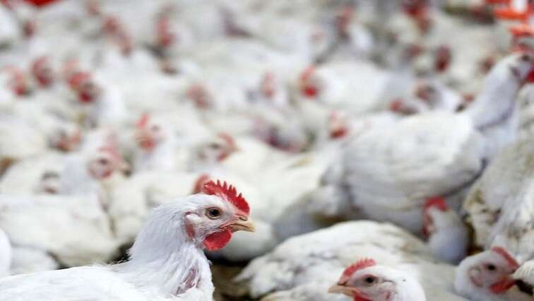 Poultry farmers urge govt to tackle bird flu threat