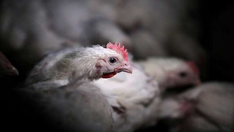 Association to push for VAT-free chicken products