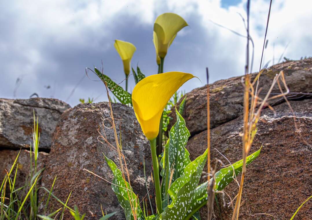 Limpopo residents seek to benefit from indigenous, rare flower