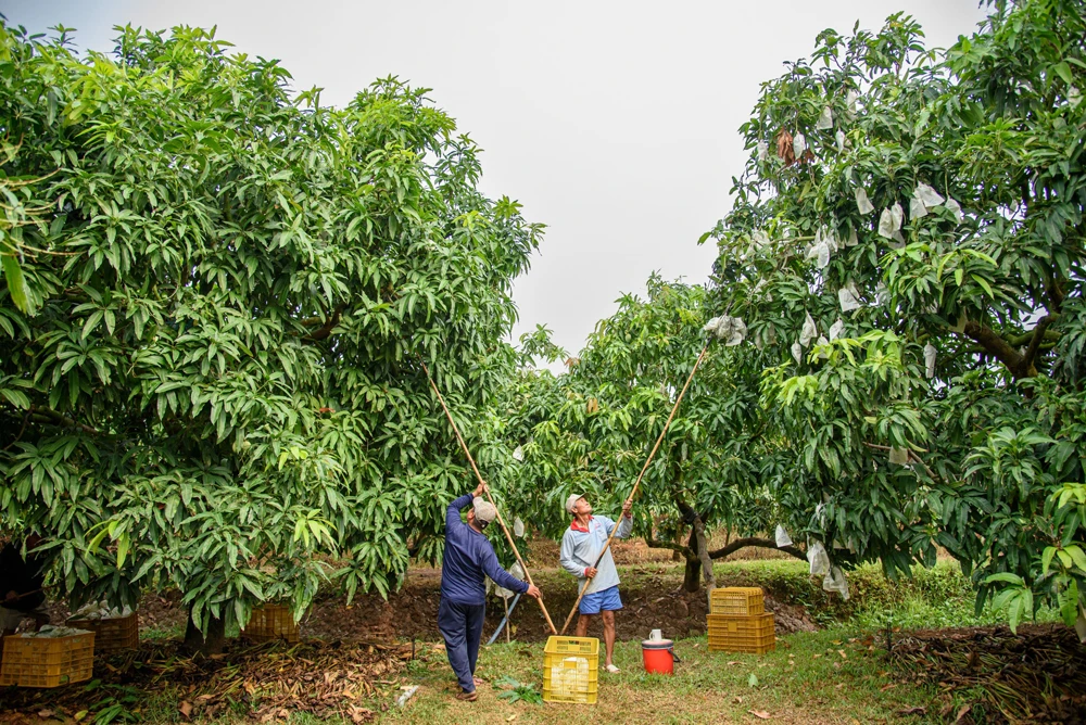 Đồng Tháp gia tăng giá trị cho trái xoài