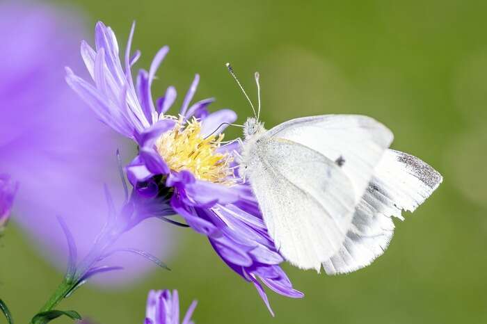 Pronto a partire il primo centro italiano per la biodiversità