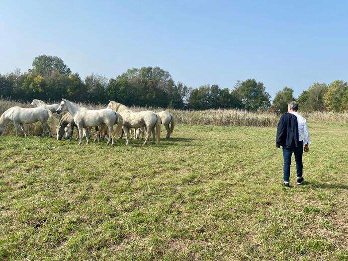 A Caorle la 'Camargue' veneta per 10 Cavalli del Delta