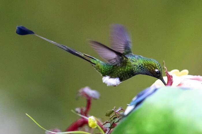 Cop15: Wwf, ultima occasione a tutela della natura