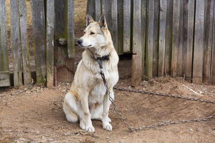 La Provincia di Trento vieta di tenere cani alla catena