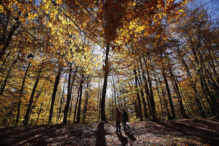 Green Impact, biomasse forestali non sono energie rinnovabili