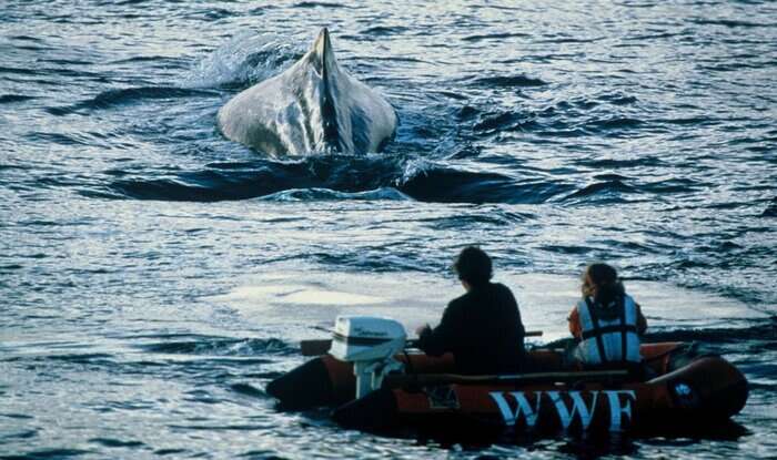 Balenottera e capodoglio cetacei principi nel Mediterraneo