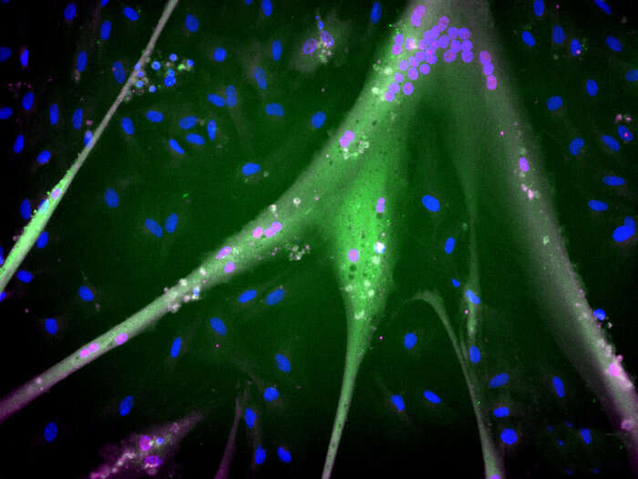 La carne coltivata mette il turbo con le staminali immortali