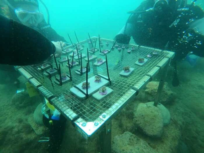 Lungo la Riviera del Conero progetto ripopolamento Cladocora