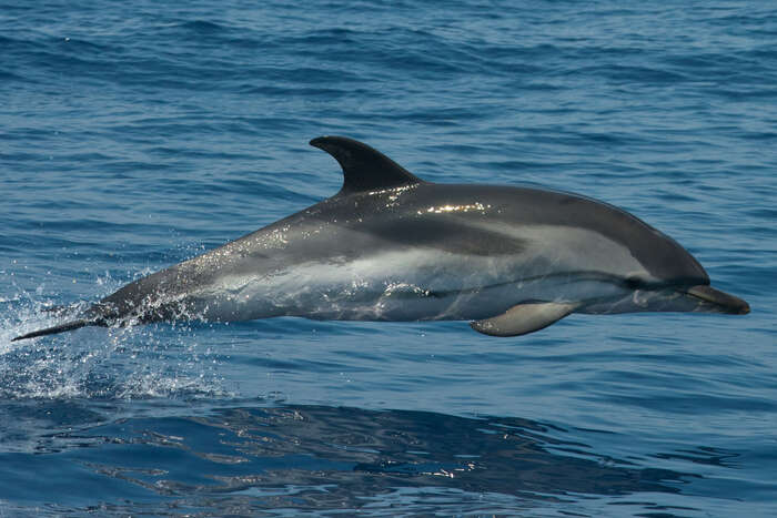 Oltre mille stenelle avvistate nel Santuario Pelagos