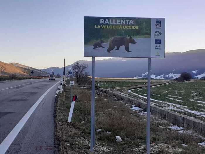 Maiella, parte progetto per tutelare orsi da incidenti d'auto