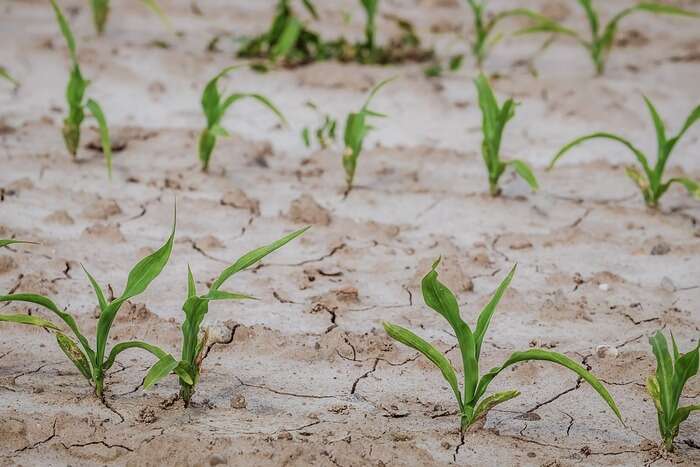 Dalla siccità insicurezza alimentare e conflitti urbani