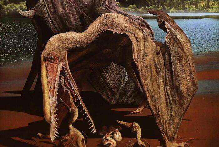 Identificati in Australia dei resti di pterosauro, il rettile volante