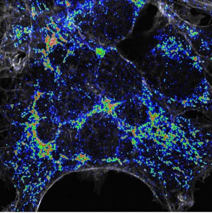 La proteina salva-cellule è anche un jolly anti-invecchiamento