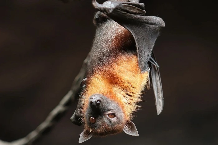 Ripristinare habitat naturali per limitare nuove pandemie