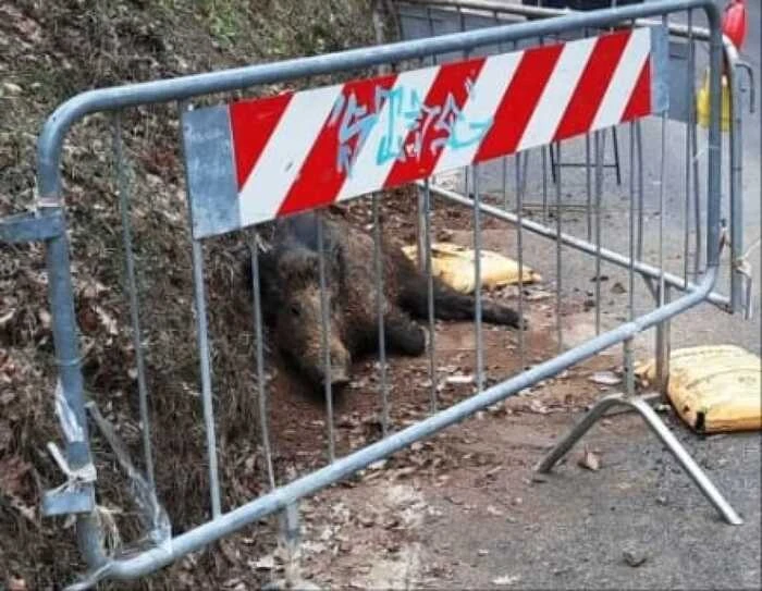 Esposto Aidaa,cinghiale ferito da auto abbattuto 16 ore dopo