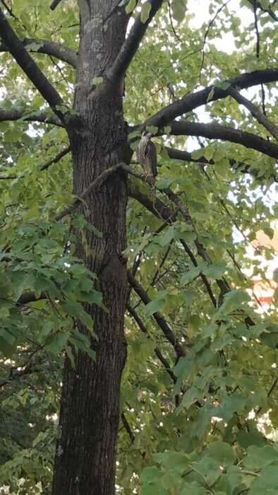 Poliziotti soccorrono falco pellegrino in giardini Pistoia