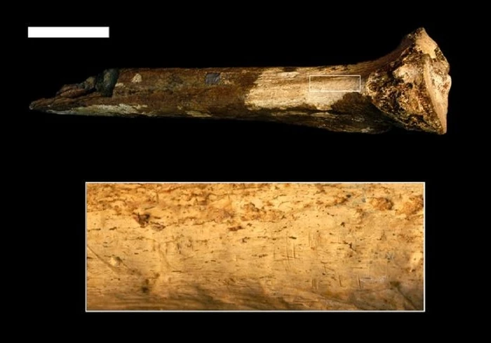 Fra gli ominidi le tracce dei più antichi cannibali