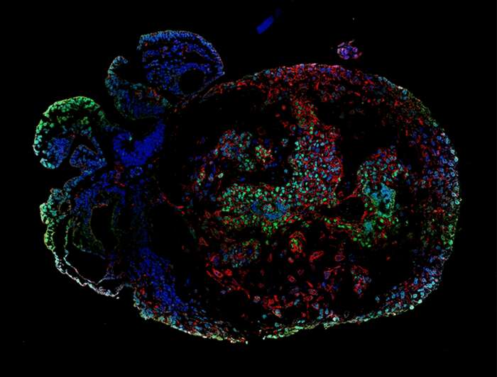 Embrioni di scimmia cresciuti in laboratorio per 25 giorni