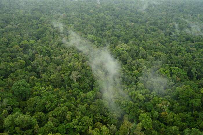 Le foreste delle aree umide fanno piovere di più