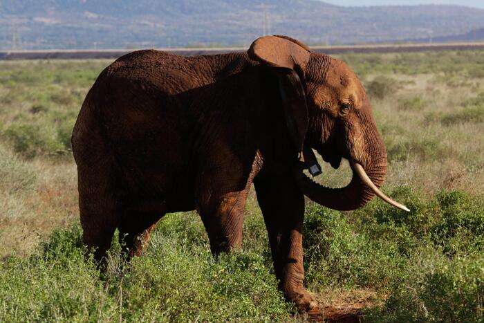 Kenya: morto un altro elefante a causa della siccità