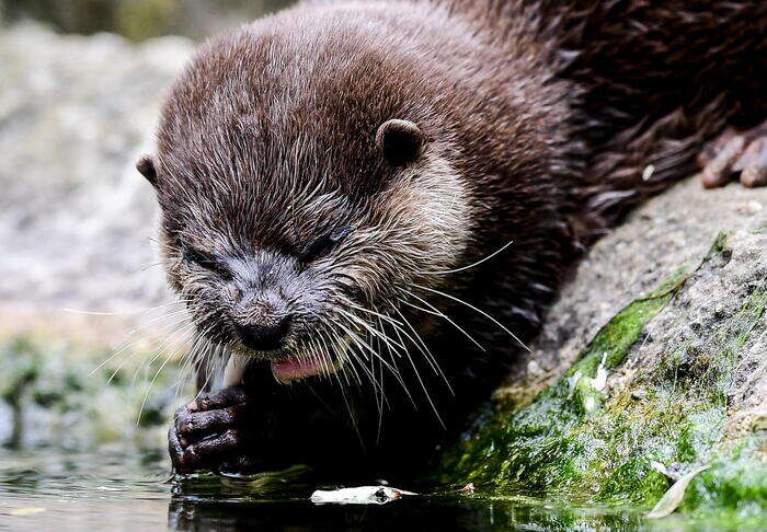 La lontra dopo decenni sta tornando in Nord Italia