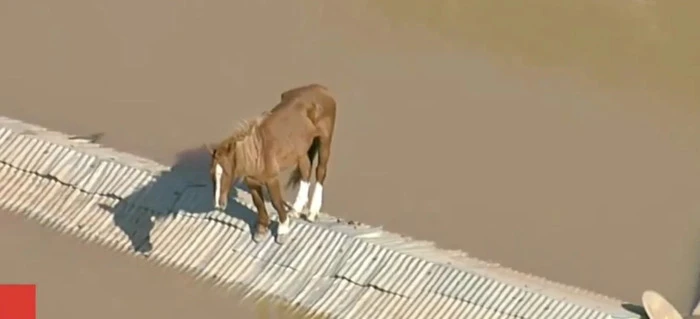 Alluvioni nel sud del Brasile, cavallo bloccato sopra un tetto