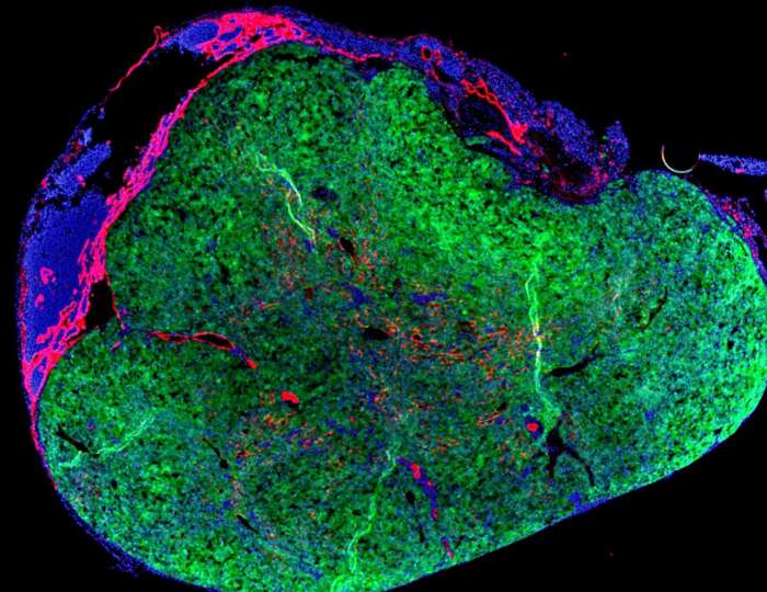 Verso un mini-fegato cresciuto in un linfonodo, il primo test