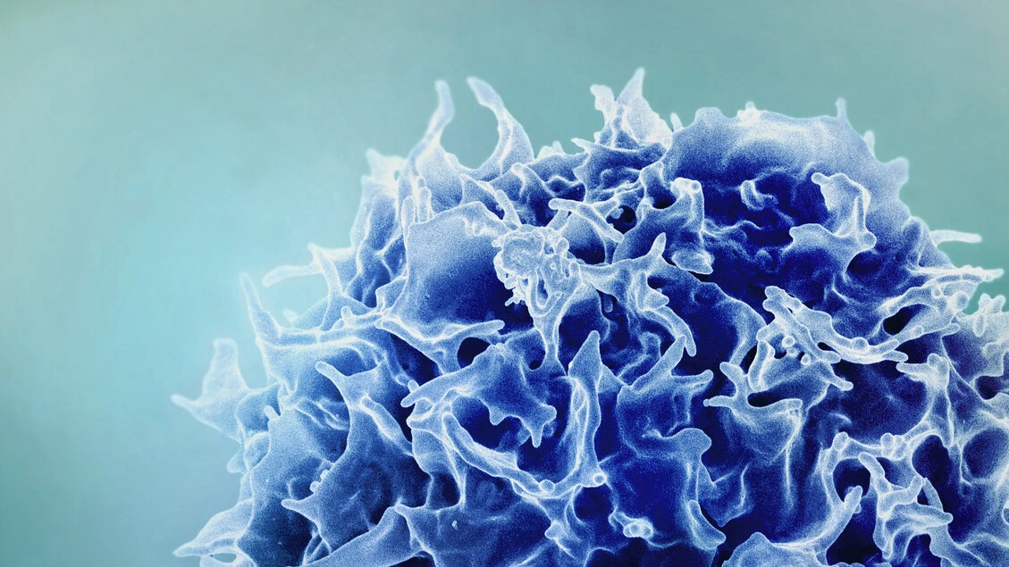 Disarmate le cellule immunitarie ribelli, responsabili di molte malattie