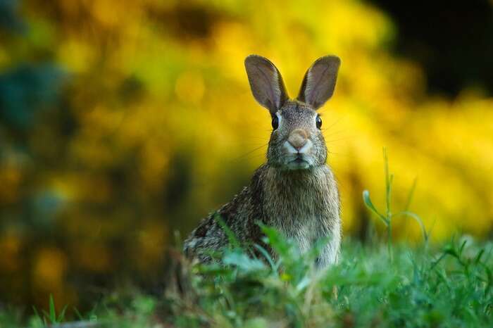 Anche le specie aliene invasive rischiano l’estinzione