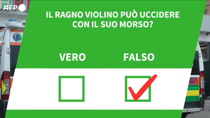 Ansa VERIFIED - Il ragno violino puo' uccidere con il suo morso?