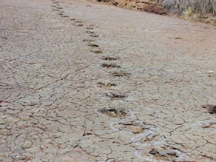 Orme di dinosauri svelano l'ultimo ponte tra Africa e America