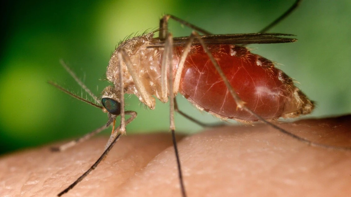 West Nile: altri due casi in Sardegna, salgono a 26