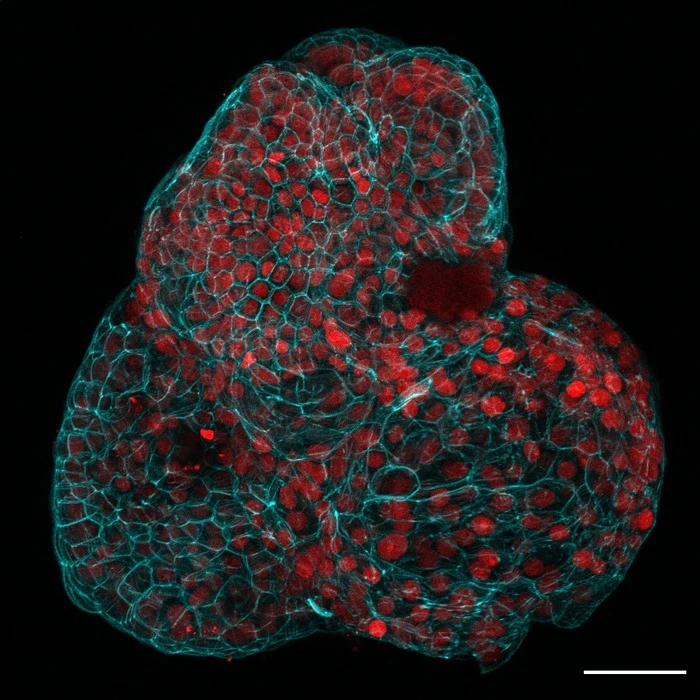 Ottenuti mini-organi dalle staminali nel liquido amniotico