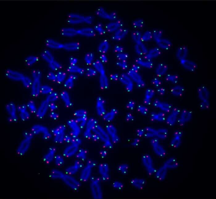 L’enzima-sentinella del Dna apre nuove strade contro il cancro