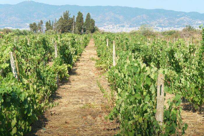 Per Camera commercio segnali di miglioramento da agricoltura