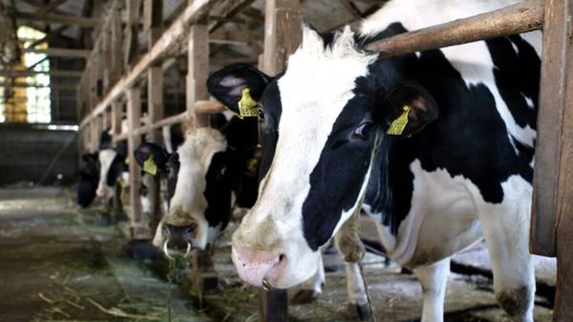 Giornata Mondiale del Latte, in Italia la Milk Economy vale 31 miliardi di euro