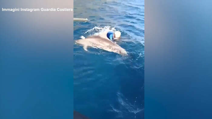 Sicilia, Guardia Costiera libera un cucciolo di delfino rimasto impigliato