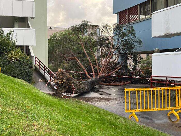 Forte vento fa cadere un albero all'ateneo di Salerno, 5 feriti